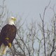 Bald Eagle Watching 12-29-30 247